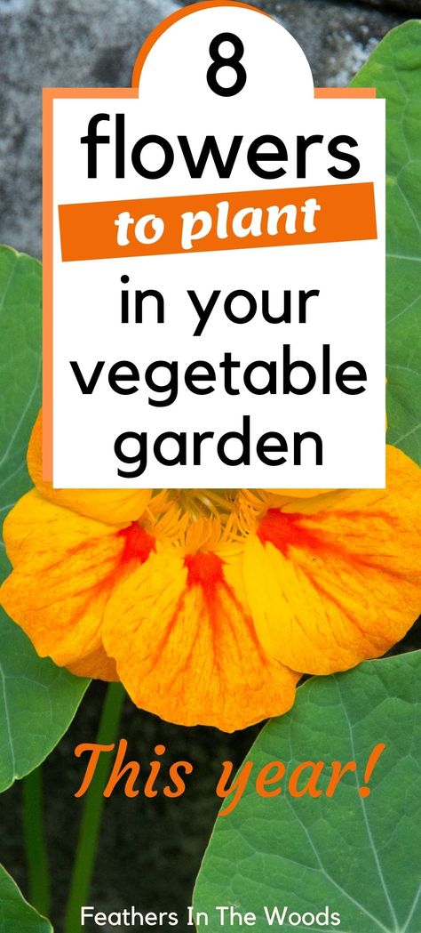 Nasturtium planted in a vegetable garden Plantarea Legumelor, Flowers To Plant, Companion Gardening, Flowers To Grow, Garden Companion Planting, Vegetable Garden Diy, Garden Wallpaper, Garden Veggies, Garden Help