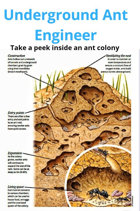 single ant is capable of carrying up to 50 times its own weight, so working together as a colony means they're able to accomplish impressive feats. In fact, within a week, a large army of garden ants can construct an underground city large enough house a colony of thousands of insects. Originating deep underground, ant nests are made up of multiple chambers connected by tunnels. Each chamber has a different purpose; some are for food storage, others are nurseries for the young and resting spaces Ant Nest Architecture, Ant Unit Study, Ant Hill Art, Ant Habitat, Queen Ant, Ants In House, Ant Hill, Underground City, Ant Colony