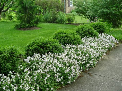 Geranium 'Biokovo,' shown here edging the front of evergreen boxwoods, is this 2015 Perennial Plant of the Year.George Weigel Border Shrubs, Geranium Biokovo, Best Plants, Border Plants, Hardy Perennials, Flowers Perennials, Perennial Plants, Ground Cover, Cool Plants