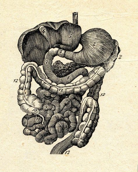 http://www.mindful.org/meet-your-second-brain-the-gut/ your brain and gut are directly connected. One affects the other. Learn how to care for each to your advantage! Skeleton Project, Medical Drawings, Second Brain, Petit Tattoo, Human Body Systems, Human Anatomy Art, Medical Anatomy, Vintage Medical, Antique Images