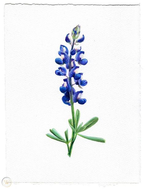 Texas Bluebonnet Original Mixed Media ... Bluebonnets Painting, Bluebonnet Tattoo, Mom Baby Tattoo, Koala Tattoo, Red Oak Leaf, Succulents Illustration, Texas Tattoos, Texas Bluebonnets, Mixed Media Illustration