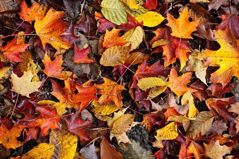 The Importance of Leaf Litter — Reflection Riding Arboretum & Nature Center Fall Leaves Background, Nature Composition, Map Assets, Folk Lore, Drawing Painting Ideas, Boundary Waters, Leaves Background, Weaving Ideas, Floor Art