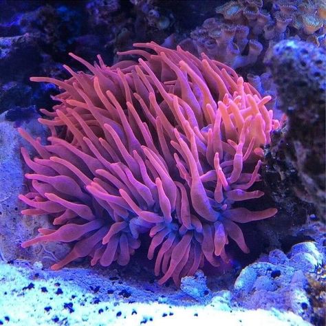 Anemone Sea Coral Reefs, Sea Anemone Photography, Sea Coral Photography, Anemone Ocean, Anemone Coral, Ceramic Coral Reefs, Bubble Coral, Bubble Tip Anemone, Coral Reef Photography