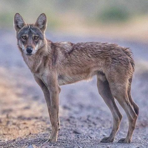 Indian Wolf, Fox Images, Gray Wolf, Pirate Woman, Grey Wolf, Wolf Art, Wolves, Indiana, National Park