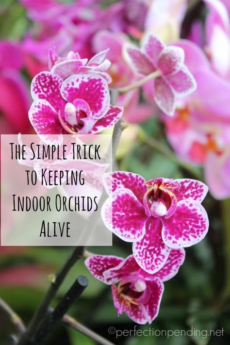 Indoor Orchids, Orchid Plant Care, Growing Orchids, Fall Planters, Succulents In Containers, Container Gardening Vegetables, Orchid Care, Orchid Plants, Beautiful Orchids