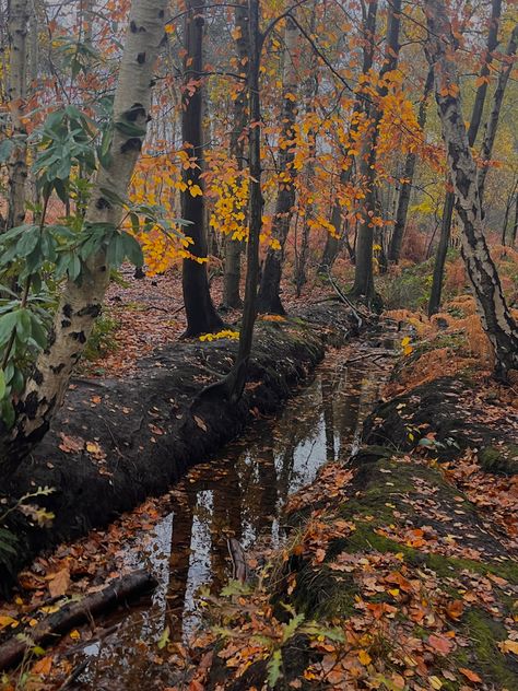 Autumn Fantasy Aesthetic, Fall Farm Aesthetic, Aesthetic Photo Orange, Fall Forest Aesthetic, Fall Nature Aesthetic, Autumn Forest Aesthetic, Autumn Season Aesthetic, Faerie Aesthetic, Wheel In The Sky