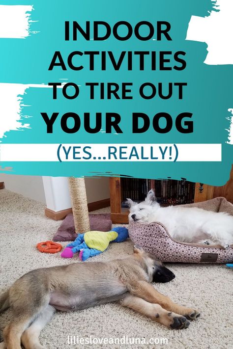 Dog Boredom, Dog Entertainment, Bored Dog, Fun Indoor Activities, Dog Behavior Problems, Dog Enrichment, Dog Games, Dog Exercise, Dog Brain