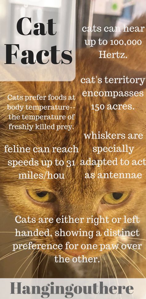 Cat Facts Funny, Facts About Cats, Cat Anatomy, Cat Info, Healthy Cat, Tomato Juice, Cat Family, Animal Facts, Cat Behavior