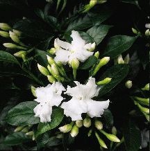 Gardenia Gardenia Indoor, Easy To Grow Houseplants, Scent Garden, Fragrant Garden, Fragrant Plant, Houseplants Indoor, Blooming Plants, Flowering Shrubs, Small Garden Design