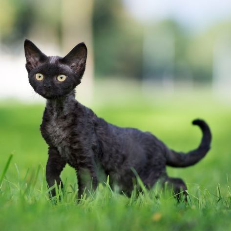 black cat breeds - devon rex Black Cat Breeds, Hypoallergenic Cats, Japanese Bobtail, Therapy Cat, Devon Rex Cats, Gatto Carino, Cornish Rex, Rex Cat, Bad Omens