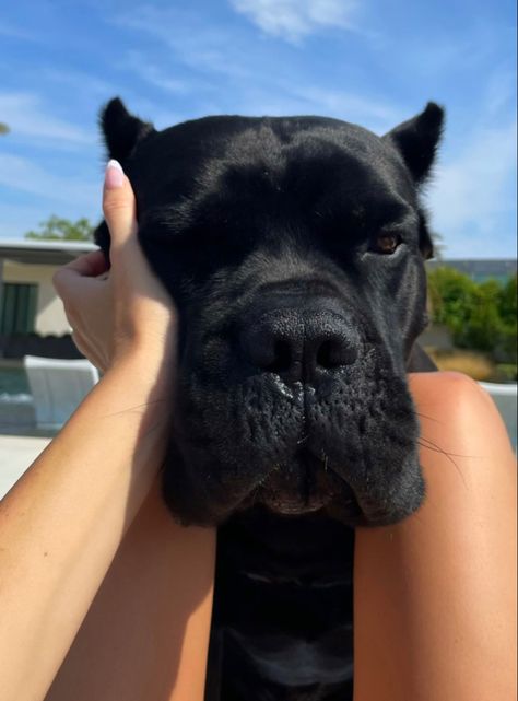 Chien Cane Corso, Cane Corso Dog, Hidden Truths, Corso Dog, Dog Mommy, Scary Dogs, Doberman Dogs, Puppies And Kitties, Cute Little Puppies