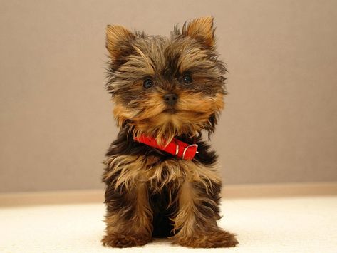 Top 10 Cutest Small Dog Breeds Mini Yorkie, Cutest Small Dog Breeds, Yorkshire Puppies, Cute Puppy Wallpaper, Cute Small Dogs, Puppy Wallpaper, Yorkshire Terrier Puppies, Terrier Puppies, Yorkie Puppy