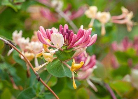 Lonicera periclymenum 'Serotina' (Late Dutch Honeysuckle) Plant Companions, Pnw Gardening, Screening Plants, Honeysuckle Plant, Honeysuckle Cottage, Backyard Orchard, Garden Woodland, Honeysuckle Vine, Honey Suckle