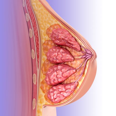 The female breast is made of tissues, glands, and a network of ducts and lobes that produce milk. Learn the different parts of the breast. Montgomery Glands, Mastitis Remedies, Breast Anatomy, Car Detailing Kit, Anatomy Illustration, Red Rash, Illustrative Art, Estrogen Dominance, Autonomic Nervous System