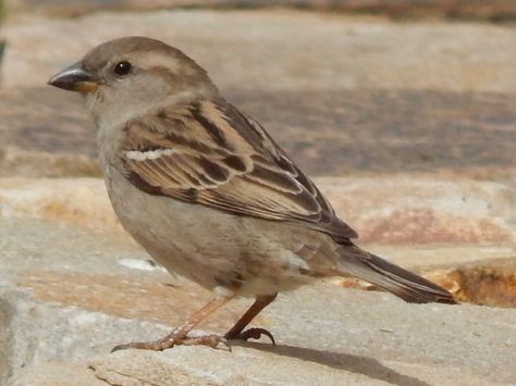 Female House Sparrow House Sparrow Photography, Female Sparrow, Female House Sparrow, Sparrow Art, House Sparrow, Sparrow Bird, Bird Photos, Australian Birds, Bird Sculpture