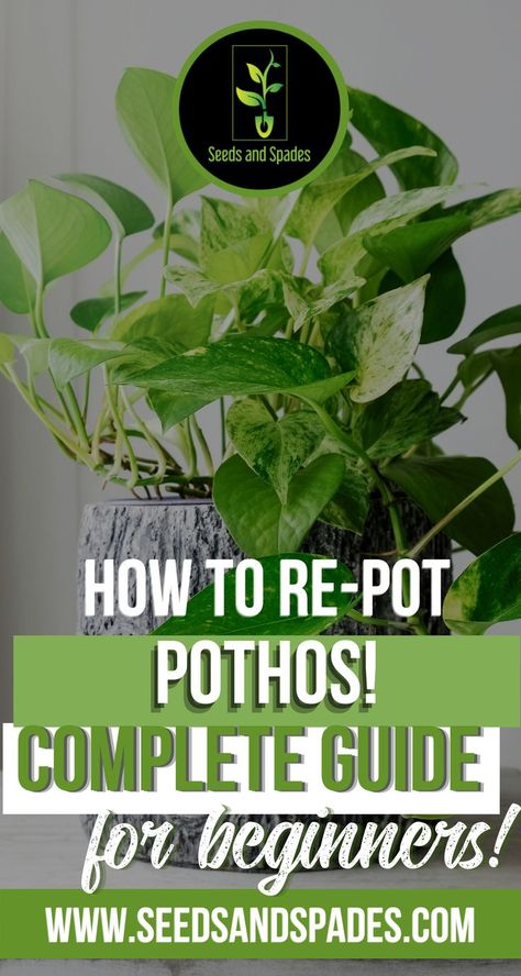 Pathos Plant, Pothos Plant Care, Repotting Plants, Garden Remedies, Ivy Plants, Plant Hacks, Inside Plants, What To Watch, Pothos Plant