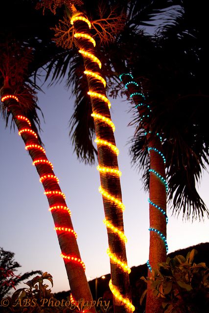 Cool... tropical Christmas palms. Palm Christmas Tree, Palm Tree Christmas Lights, Jamaican Christmas, Christmas In Florida, Caribbean Christmas, Palm Tree Lights, Christmas Palm Tree, Hawaii Christmas, California Christmas