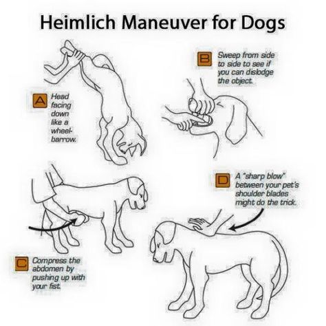 Heimlich Maneuver For Dogs, First Aid For Dogs, Heimlich Maneuver, Dog Remedies, Dog Info, Pet Peeves, Dog Hacks, Dog Care Tips, Pet Hacks