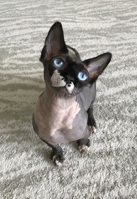 Hairless Animals, Bambino Cat, Cute Hairless Cat, Hairless Cats, Devon Rex Cats, Sphynx Cats, Sphinx Cat, Cats With Big Eyes, Rex Cat