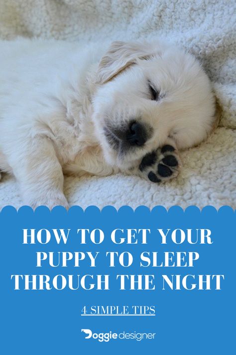 Puppy Sleep Through Night, Morkie Dogs, Puppy Life, Morkie Puppies, Miniature Dog, Basic Dog Training, Sleeping Puppies, A Vet, Dog Training Videos