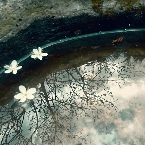 Yennefer Of Vengerberg, Theme Nature, Quito, Film Aesthetic, Nature Aesthetic, Aesthetic Photo, Pretty Pictures, Aesthetic Pictures, White Flowers