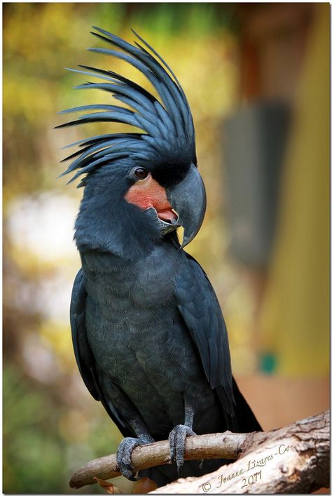 The Palm Cockatoo - Also called the Goliath Cockatoo Burung Kakatua, Palm Cockatoo, Num Num, Rare Birds, Australian Birds, Airbrush Art, Nature Birds, Australian Animals, Exotic Birds