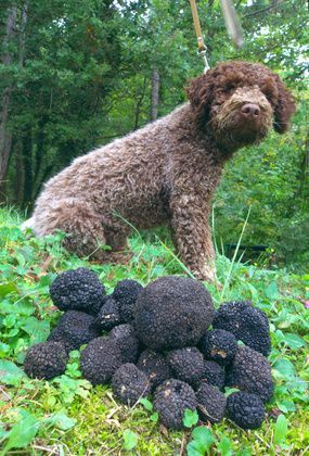 Lagotto Romagnolo Growing Truffles, Odd Facts, House Animals, Growing Mushrooms At Home, Truffle Hunting, Mushroom Growing, Mushroom Cultivation, Garden Mushrooms, Astuces Diy