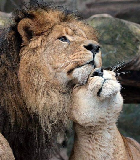 Lion Lioness, Regnul Animal, Disney Animal Kingdom, Lion Photography, Lion And Lioness, Lion Love, Lion Images, Lion Pictures, Majestic Animals