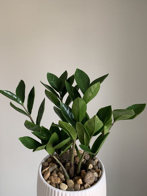 Zamioculcas zamiifolia also known as ZZ plant Zz Plant Aesthetic, Plant Aesthetic Wallpaper, Z Plant, Zz Plant Care, Plant Stand Decor, Zz Plants, Zamioculcas Zamiifolia, Zz Plant, Plant Therapy