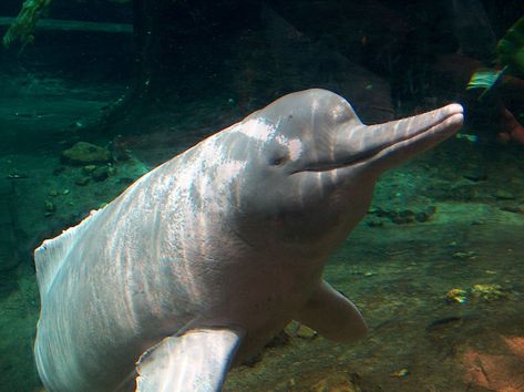 Amazon River Dolphin, Pink River Dolphin, Indus River, Dolphin Facts, River Dolphin, Animal Spirit Guides, Habitat Destruction, Water Spirit, Animal Guides