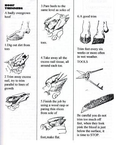 Small Farmers Guide To Keeping Dairy Goats | Farmstyle Australia.  A sharp pair of secateurs is needed #goatvet Trimming Goat Hooves, Goat Hoof Trimming, Pig Hooves, Goat Breeds, Goat Health, Keeping Goats, Goat Shelter, Goat Pen, Show Goats