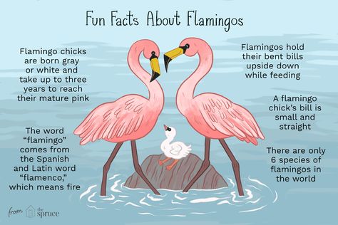 Fun Facts and Trivia About Flamingos Flamingo Quotes, Flamingo Facts, Flamingo Projects, Flamingos Quote, Flamingo Stuff, Flamingo Pictures, Flamingo Craft, Fancy Flamingo, Pink Birds