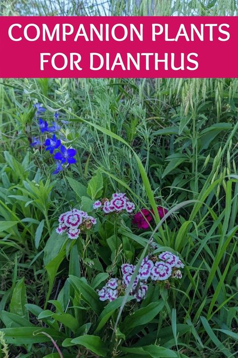 With nearly 350 species of flowering plants, there's a lot you can do with dianthus. Here are the perfect companion plants for dianthus. Have Fun! Dianthus Companion Plants, Dianthus Flowers Landscape Ideas, Dianthus Flowers In Pots, Dianthus Flowers Landscape, Dianthus Perennial, Dianthus Flowers, Flowers To Go, Companion Gardening, Garden Companion Planting