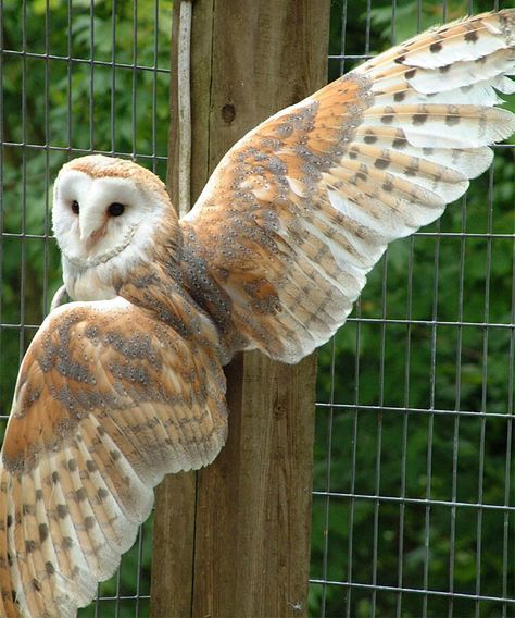 Owl Skeleton, Owl Wings, Barn Owls, Owl Photos, Animal Study, Owl Pictures, Bird Wings, Beautiful Owl, Owl Tattoo