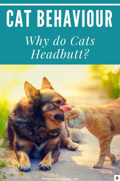 Does your kitty like to bump heads with you? Have you ever wandered what it means when it does this? Is it love - or is it anger? After all, a human headbutting a human is definitely not a sign of love! Find all the theories about what does it mean when a cat headbutts you in my post. #catbehaviour #catheadbuttsexplained #catheadbumps #catswhatdoesitmeanheadbutts Cat Headbutting, Cat Trees Homemade, Sick Kitten, Cat Behaviour, Cat Medicine, Several Cat, Sign Of Love, Is It Love, Cat Tree House