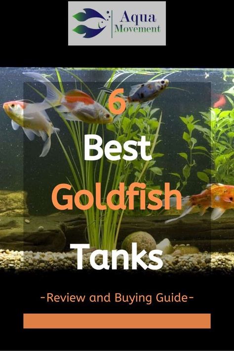 Fantail Goldfish Aquarium, Glofish Aquarium, Goldfish Care, Goldfish Types, Goldfish Kiss, Fantail Goldfish, Goldfish Aquarium, Ibc Tank, Goldfish Tank