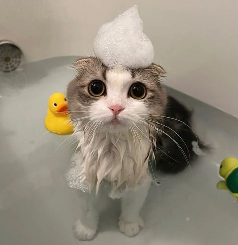 Cute cat in a bubble bath / cat of the day #catoftheday / cute cat pictures / too cute #toocute / cutecats #cutecats #catsinhats #catswillbecats #catsagram #furbaby Kitten Food Recipe, Kitten Care Tips, Kitten Halloween Costumes, Pets Birthday Party, Kitten Crochet Pattern, Kitten Tattoo, How To Cat, Cat Bath, Kitten Photos