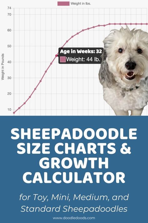 Predicting how big a full grown Sheepadoodle will get. Sheepadoodle Grooming, Puppy Growth Chart, Sheepadoodle Puppy, Haircut Inspo, Cuddly Teddy Bear, Mini Poodles, Dog Brushing, Bear Dog, English Sheepdog