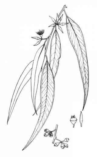 http://stuartxchange.com/RedGumTree.html Eucalyptus Leaf Drawing, Gum Tree Drawing, Gum Leaf Tattoo, Australian Botanicals, Botanical Art Drawing, Australia Tattoo, Gum Leaves, Wreath Illustration, Gum Tree