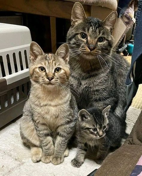 Cat Family, Happy Cat, Tabby Cat, A Cat