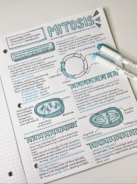 ap biology notes. basics and phases of mitosis #neathandwritting #aestheticnotes #apbiology #notes #school #prettynotes Science Revision, Biology Revision, Notes School, Gcse Revision, Study Biology, Nurse Study, School Study Ideas, Nurse Study Notes, Notes Inspo