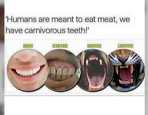 teeth comparison Carnivore Teeth, Vegan Facts, How To Become Vegan, Vegan Memes, Human Teeth, Animal Teeth, Vegan Quotes, Why Vegan, Eat Veggies