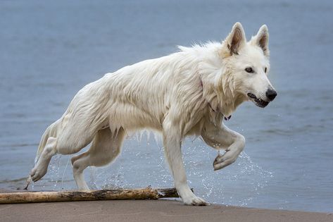 White Wolf Hilarious Animal Memes, Wolf Poses, Swiss Shepherd, White Swiss Shepherd, White German Shepherd, Walking Tall, Dog Poses, Canine Art, Cat Pose