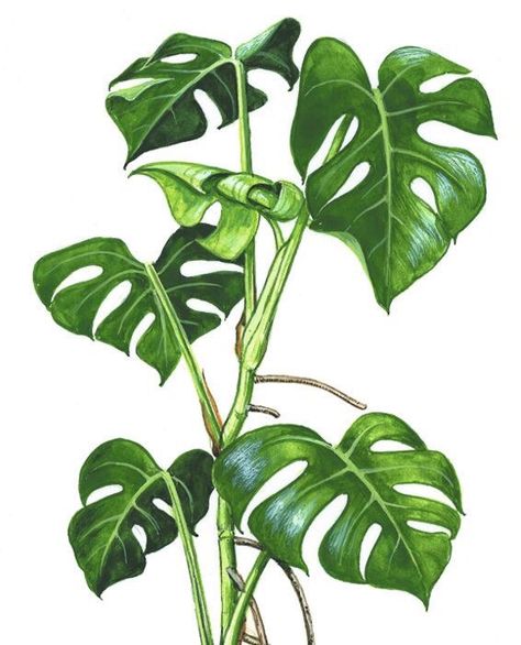 Plant Drawings, Monstera Obliqua, Monstera Plants, Monstera Plant, Plant Painting, 수채화 그림, Plant Drawing, Tropical Art, Plant Illustration