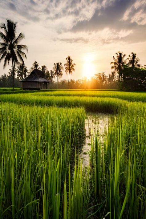 A breathtaking aerial view of lush, green paddy fields, with rows of rice plants gently swaying in the breeze. Horizon Painting, Rice Paddy, Sustainable Agriculture, Rice Grain, Nature Artwork, Rural Life, The Horizon, Agriculture, Beautiful Pictures