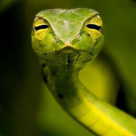 Green Vine Snake, Vine Snake, Pretty Snakes, Gallery Wallpaper, Art Gallery Wallpaper, Magical Girl, Wildlife Photography, Snakes, Geography