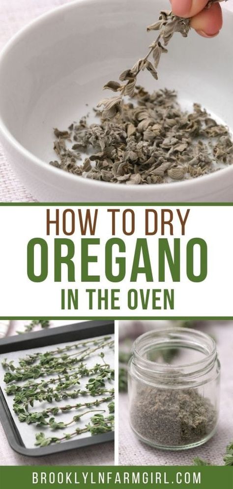 Dry Oregano, Oregano Recipes, Preserve Fresh Herbs, Growing Oregano, Drying Fresh Herbs, Dry Herbs, Easy Oven, Cucumber Recipes, Fresh Oregano