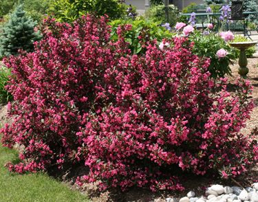 Weigela Wine And Roses, Azalea Bush, Limelight Hydrangea, Flowering Bushes, Garden Shrubs, Flowering Shrubs, Landscaping Plants, Outdoor Landscaping, Small Trees