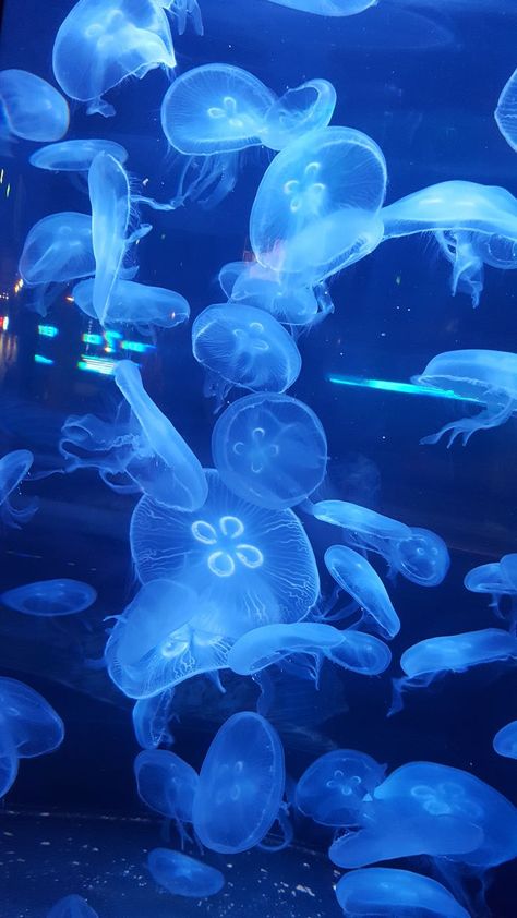 Questioning Reality, Sea Jellies, Blue Jellyfish, Jellyfish Art, Beautiful Sea Creatures, Water Life, Pop Art Wallpaper, Ocean Wallpaper, Ocean Vibes