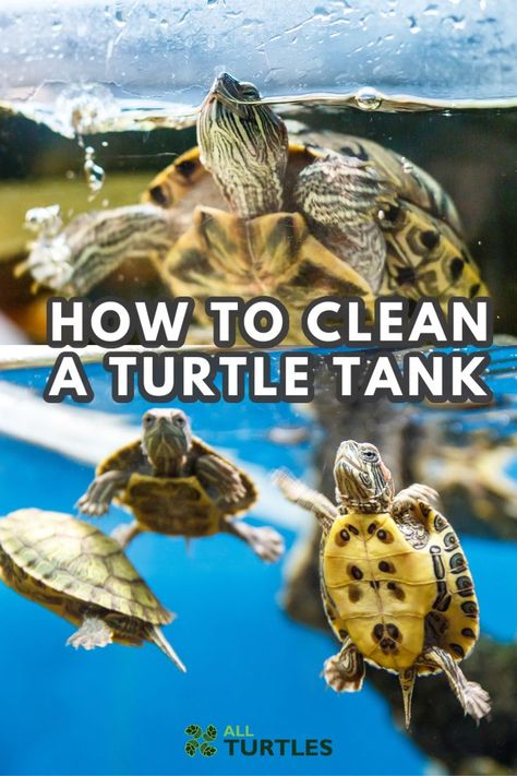 While caring for a turtle is not as demanding as caring for other pets such as dogs and cats, a lot goes into ensuring they are healthy and happy. In this article, we will be looking at how to clean and maintain your turtle’s tank. Pet Turtle Care, Red Ear Turtle, Aquatic Turtle Tank, Turtle Tank Setup, Red Eared Slider Turtle, Turtle Aquarium, Turtle Care, Turtle Homes, Slider Turtle